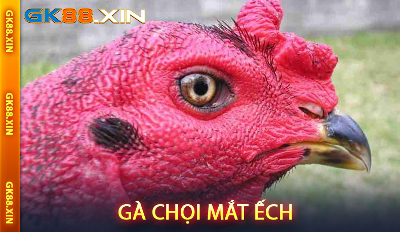 Gà Chọi Mắt Ếch